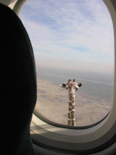 Girafe Airliner