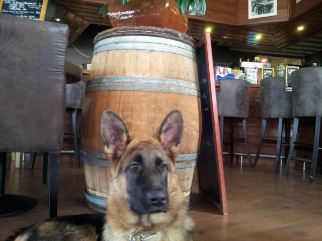 Tom le chien 2