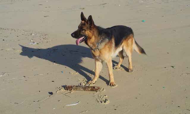 Tom le chien 6