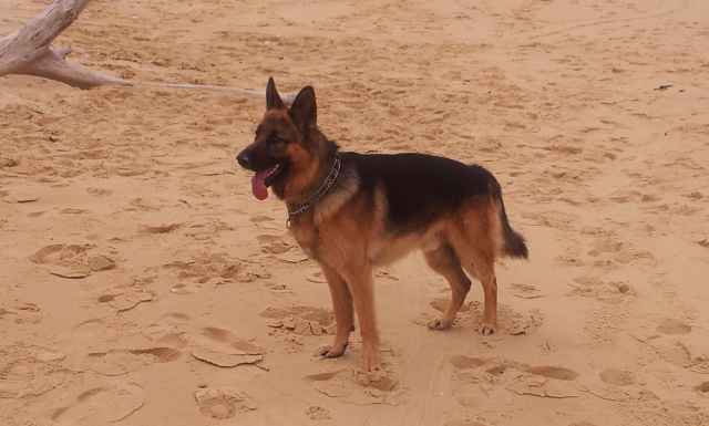 Tom le chien 6