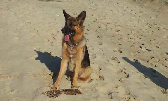 Tom le chien 7