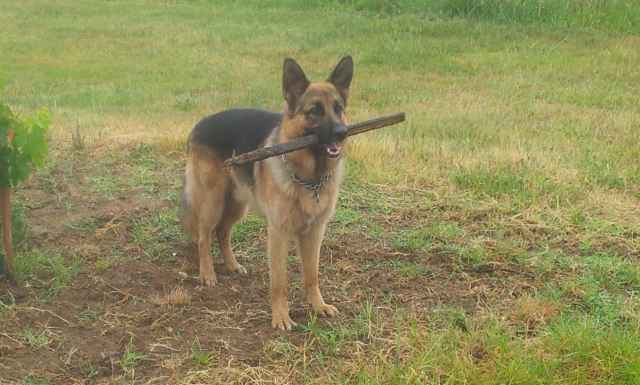 Tom le chien 8